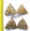 Catocala sp.  Russia, Astrakhan reg. - INSECTS-STORE.RU