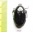 Charadronota quadrisignata  Cote d'Ivoire - INSECTS-STORE.RU