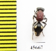 Mutillidae sp.  South Africa Rep. - INSECTS-STORE.RU