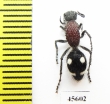 Mutillidae sp.  South Africa Rep. - INSECTS-STORE.RU
