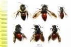 Hymenoptera sp.  Russia, Tver reg. - INSECTS-STORE.RU