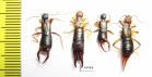 Dermaptera sp.  Kirgizstan - INSECTS-STORE.RU