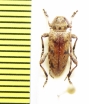Aderpas pauper  Ethiopia - INSECTS-STORE.RU
