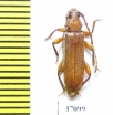 Cerambycidae sp.  South Africa Rep. - INSECTS-STORE.RU