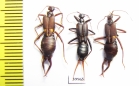 Dermaptera sp.  Malaysia, Borneo - INSECTS-STORE.RU