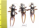 Dermaptera sp.  India - INSECTS-STORE.RU