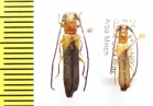 Oberea pagana  Ethiopia - INSECTS-STORE.RU