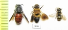 Hymenoptera sp.  Laos - INSECTS-STORE.RU