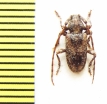 Acartus biplagiatus  Ethiopia - INSECTS-STORE.RU