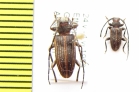 Exocentrus albolineatus  Ethiopia - INSECTS-STORE.RU
