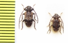 Exocentrus unicoloripennis  Ethiopia - INSECTS-STORE.RU
