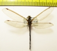 Ascalaphidae sp.  India, Assam - INSECTS-STORE.RU