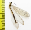 Myrmeleontidae sp.  South Africa Rep. - INSECTS-STORE.RU