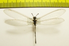 Myrmeleontidae sp.  China, Shaanxi - INSECTS-STORE.RU