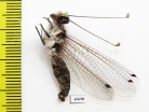 Ascalaphidae sp.  South Africa Rep. - INSECTS-STORE.RU