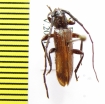 Metallyra nitidicollis  Ethiopia - INSECTS-STORE.RU