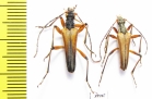 Stenocorus meridianus  Russia, Kaluga reg. - INSECTS-STORE.RU
