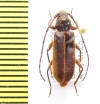 Coptoeme rufolimbata  Ethiopia - INSECTS-STORE.RU
