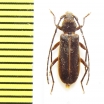 Coptoeme rufolimbata  Ethiopia - INSECTS-STORE.RU