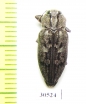 Chrysobothris cribraria  USA, FL - INSECTS-STORE.RU