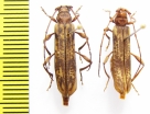 Xystrocera flavovariegata  Ethiopia - INSECTS-STORE.RU