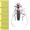Euporus abyssinicus  Ethiopia - INSECTS-STORE.RU