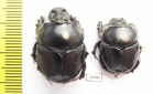 Diastellopalpus ? johnstoni  Kenya - INSECTS-STORE.RU