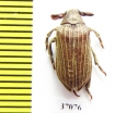 Rhipiceridae sp.  South Africa Rep. - INSECTS-STORE.RU