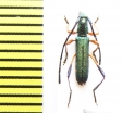 Promeces puncticollis  Ethiopia - INSECTS-STORE.RU