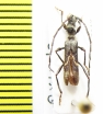 Oxilus lomii  Ethiopia - INSECTS-STORE.RU