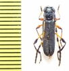 Evgenius viridescens  Ethiopia - INSECTS-STORE.RU