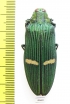 Catoxantha opulenta  Malaysia - INSECTS-STORE.RU