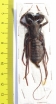 Thelyphonida sp.  Malaysia  58mm - INSECTS-STORE.RU