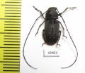 Anthribidae sp.  China - INSECTS-STORE.RU