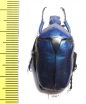 Torynorrhina flammea  Thailand - INSECTS-STORE.RU