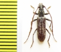 Derolus pallidus orientalis  Ethiopia - INSECTS-STORE.RU