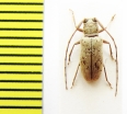 Chariesthes sp. Ethiopia - INSECTS-STORE.RU