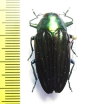 Colobogaster sp.  Peru - INSECTS-STORE.RU