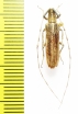 Hyllisia abyssinica  Ethiopia - INSECTS-STORE.RU