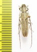 Hyllisia stenideoides  Ethiopia - INSECTS-STORE.RU