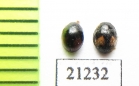 Coccinellidae sp.  Laos - INSECTS-STORE.RU