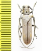 Prosopocera wahlbergi  Ethiopia - INSECTS-STORE.RU