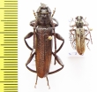 Xystrocera nigrita, Derolus arciferus  Ethiopia - INSECTS-STORE.RU