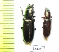 Trogossitidae sp.  Peru - INSECTS-STORE.RU