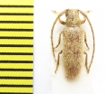 Sophronica rufula  Ethiopia - INSECTS-STORE.RU