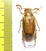 Polyphylla dahnshuensis  Taiwan - INSECTS-STORE.RU
