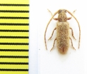 Sophronica rufula  Ethiopia - INSECTS-STORE.RU