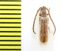 Sophronica somaliensis  Ethiopia - INSECTS-STORE.RU