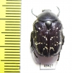 Protaetia sauteri  Taiwan - INSECTS-STORE.RU