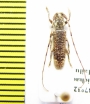 Deroplia insignis  Ethiopia - INSECTS-STORE.RU